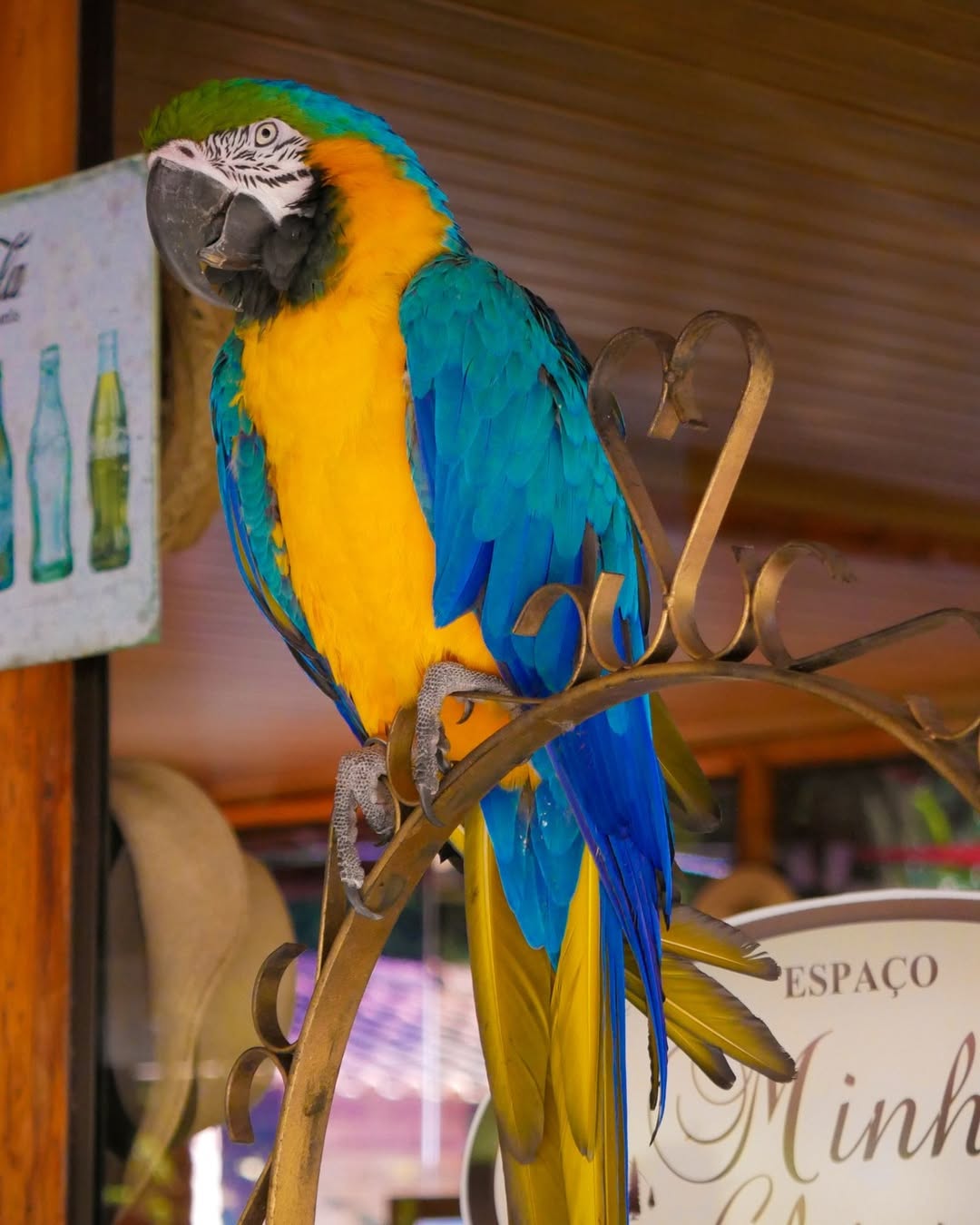 Arara Canindé