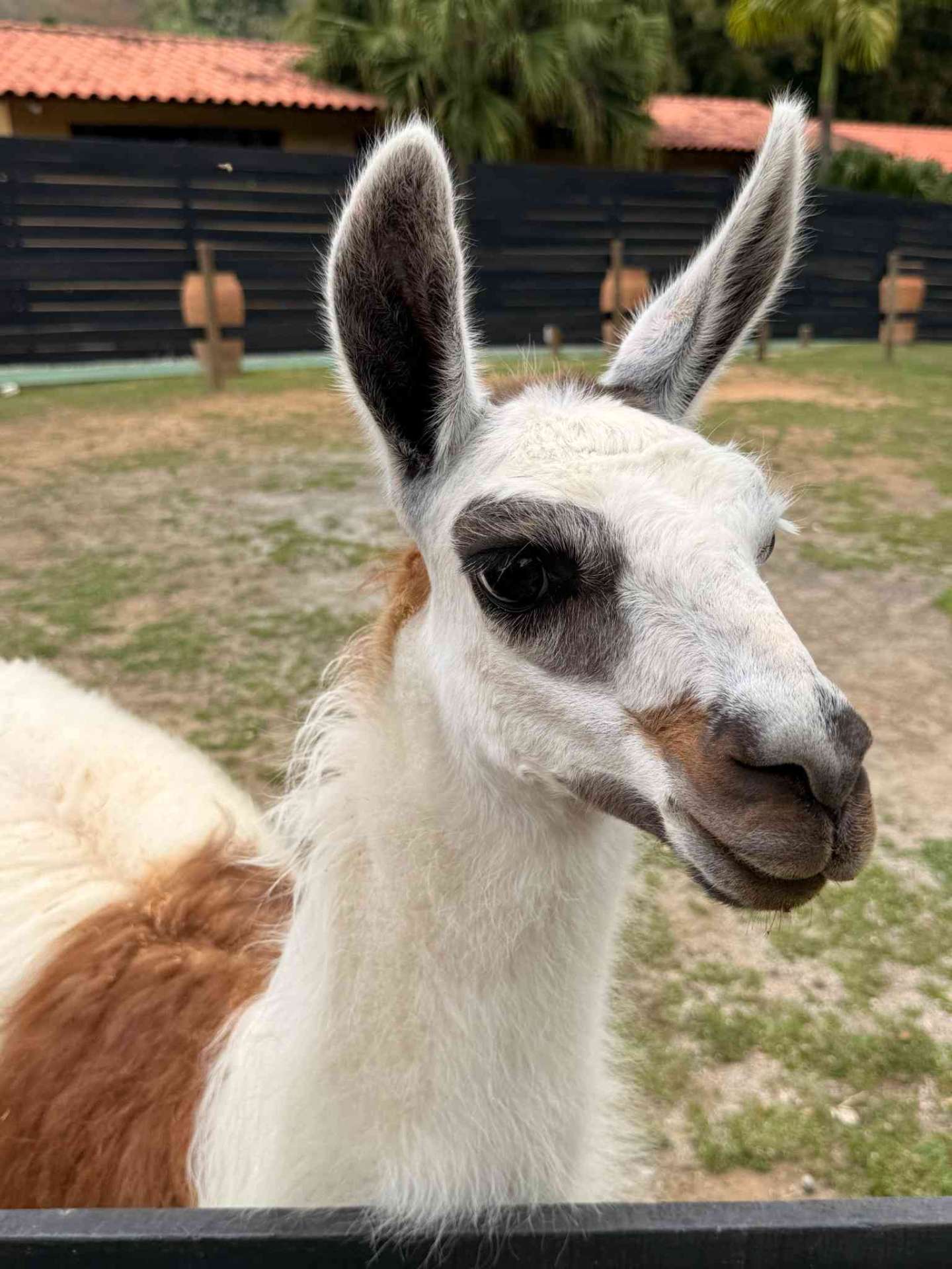 Lhama branca