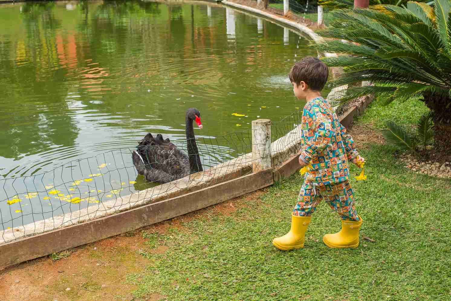 Criança de botas amarelas observando um cisne negro no lago