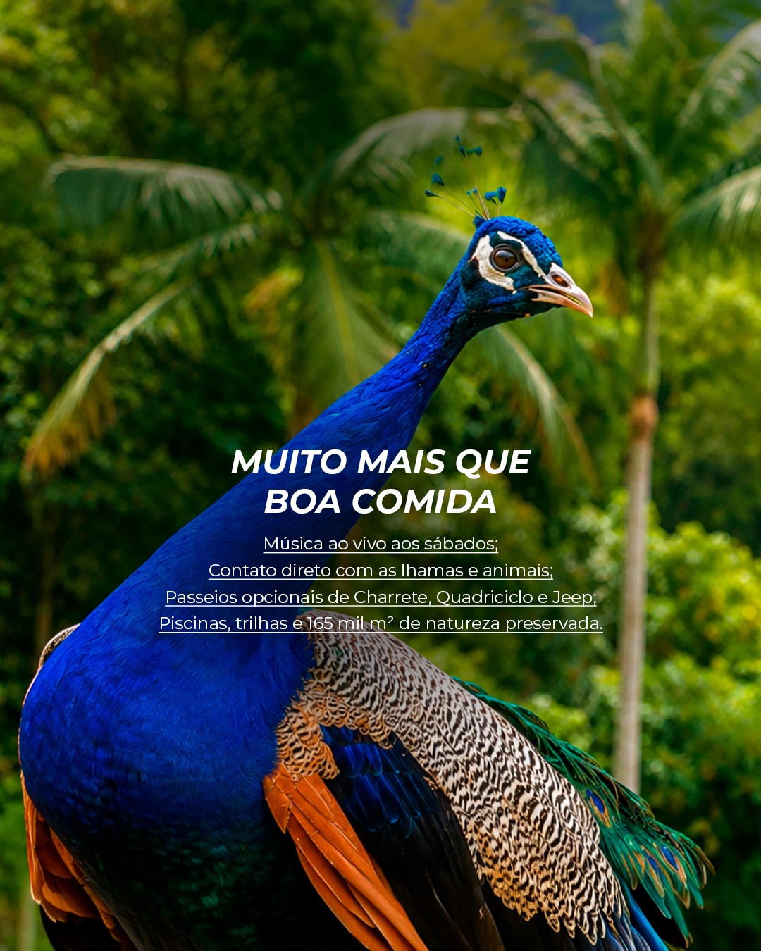 Cartaz da pavão e natureza do Minha Glória