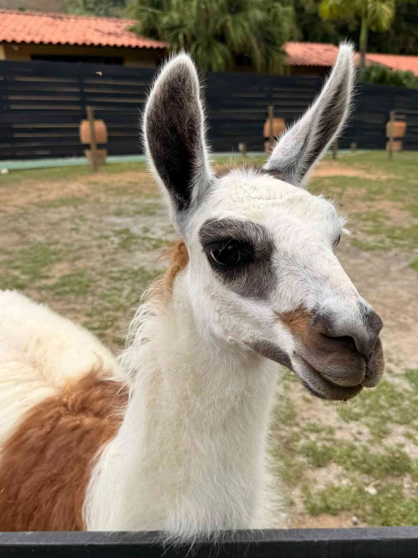 Lhama branca na área da fazendinha